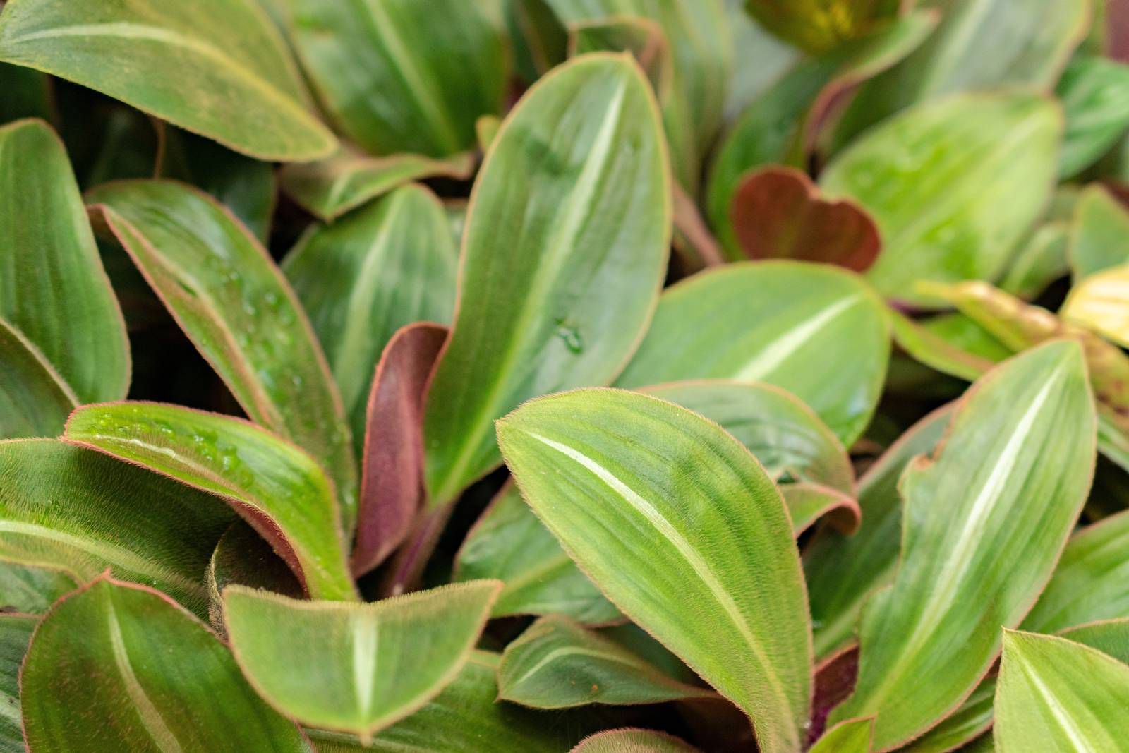 Siderasis ha foglie lunghe, larghe e morbide al tatto. Siderasis ha foglie lunghe, larghe e morbide al tatto.