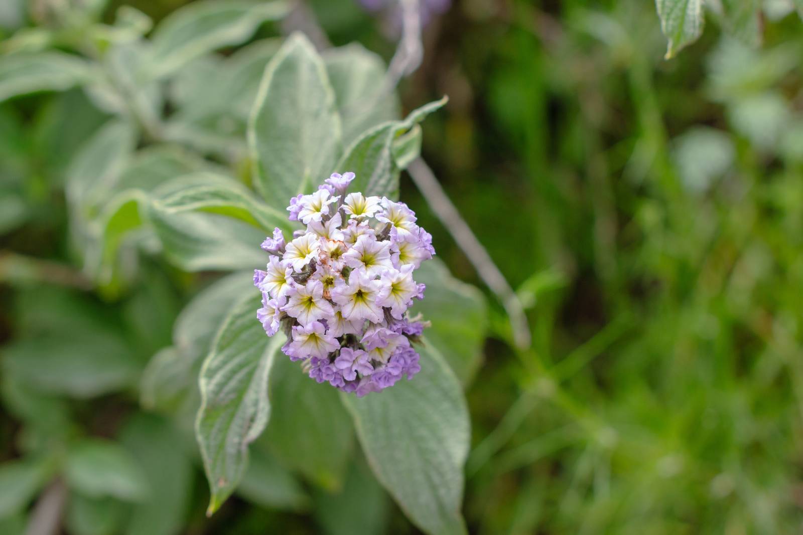I fiori di eliotropio sono tipicamente violetti, ma possono virare al bianco.