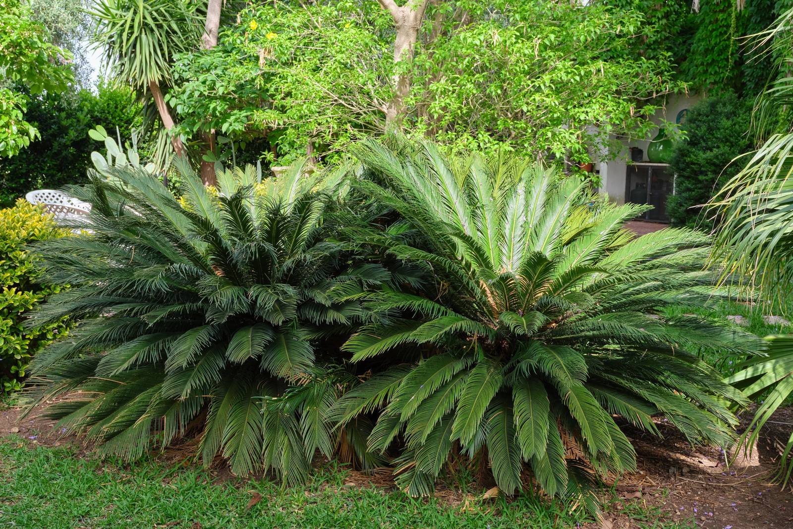 I cycas sono piante a crescita molto lenta, amano il clima temperato e le esposizioni molto luminose.