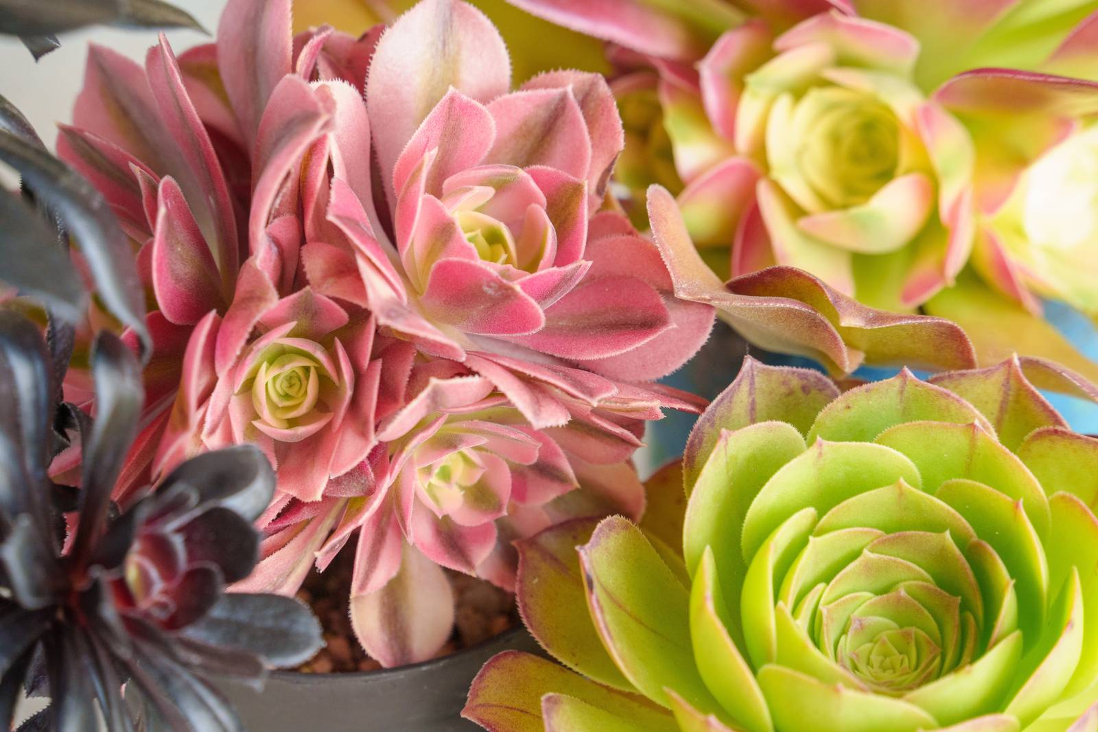 Negli aeonium le foglioline spesse e carnose formano rosette molto graziose. Negli aeonium le foglioline spesse e carnose formano rosette molto graziose.