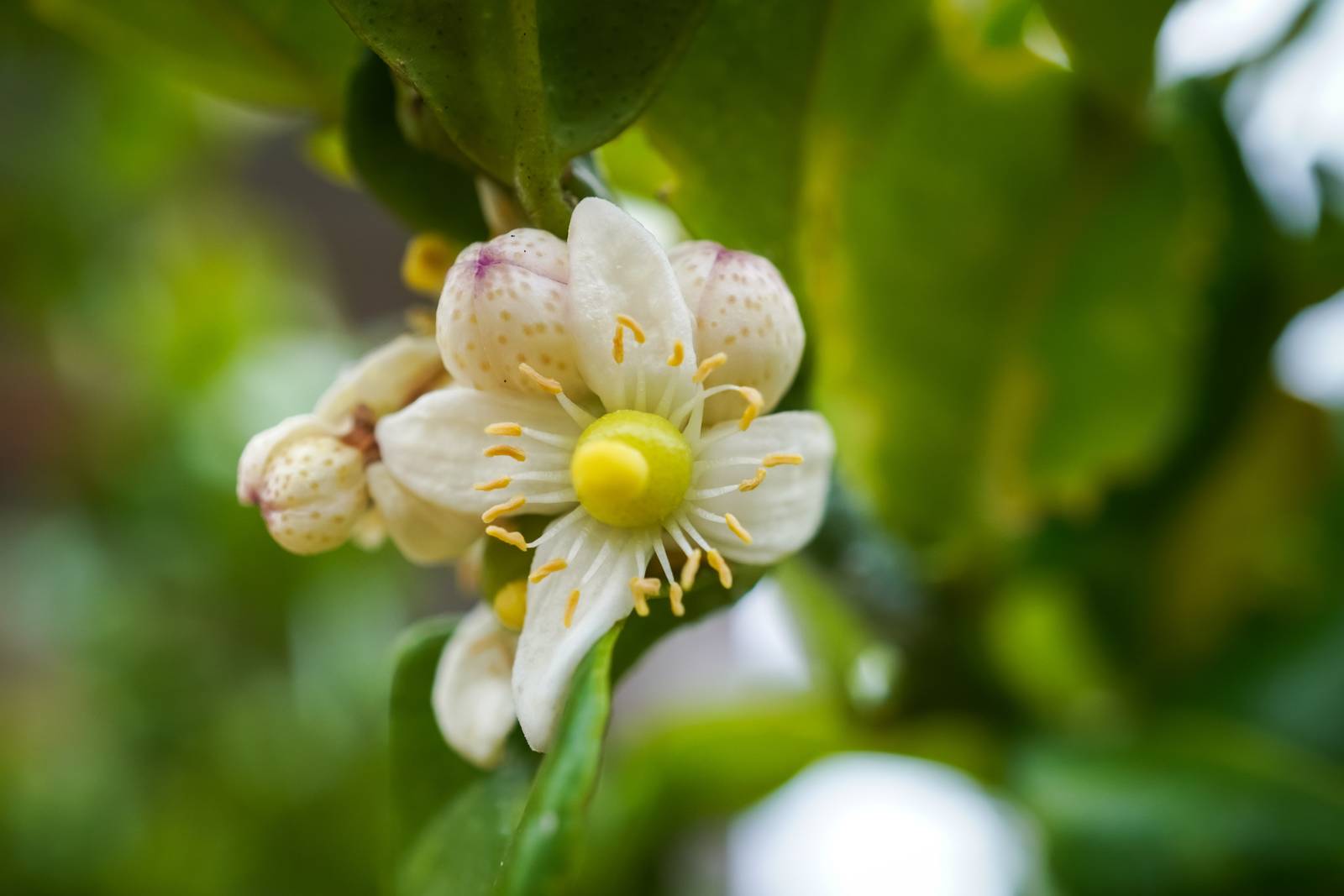 I fiori di combava sono delicati, bianchi e caratterizzati da un'intensa profumazione.