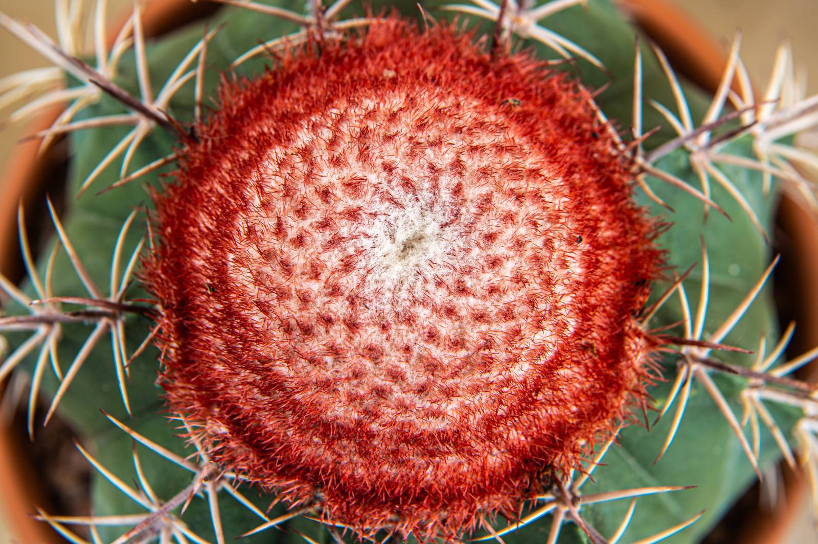 Il caratteristico cefalio rosso che si forma in cima al melocactus, a cui la pianta deve il nome. Il caratteristico cefalio rosso che si forma in cima al melocactus, a cui la pianta deve il nome.
