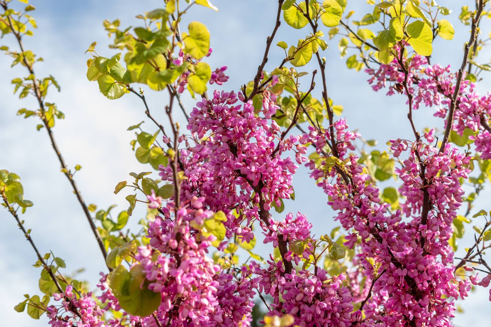 L'albero di Giuda prode prima i fiori delle foglie e non solo sui rami, ma anche direttamente dal tronco. L'albero di Giuda prode prima i fiori delle foglie e non solo sui rami, ma anche direttamente dal tronco.