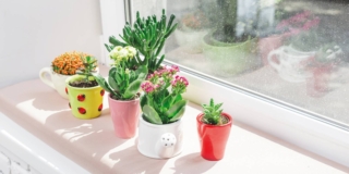 Crassula e rochea
