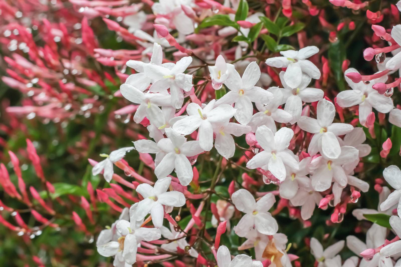 Il fiore di gelsomino, bianco candido e intensamente profumato, si apre durante l'estate. Il fiore di gelsomino, bianco candido e intensamente profumato, si apre durante l'estate.