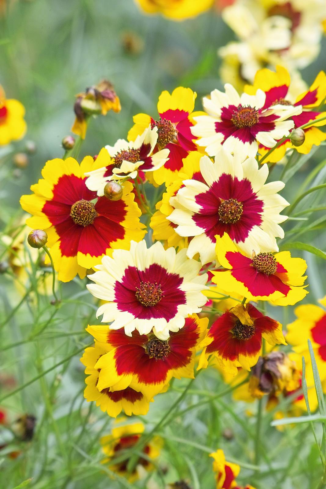 La forma del fiore del coreopsis, con petali ligulati radiali, ricorda la struttura di una margherita e in alcune specie quella di una cosmea.
