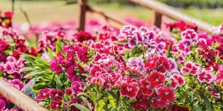 Garofano e garofanino