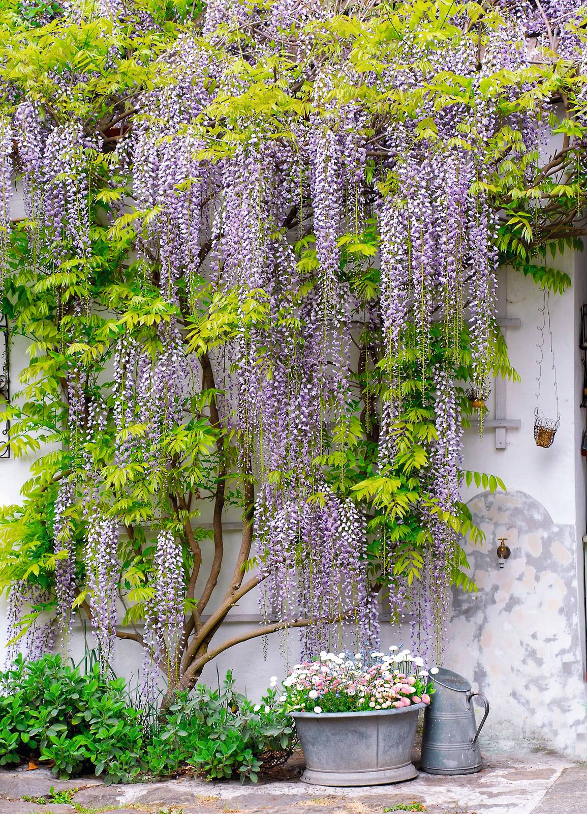 wisteria wisteria
