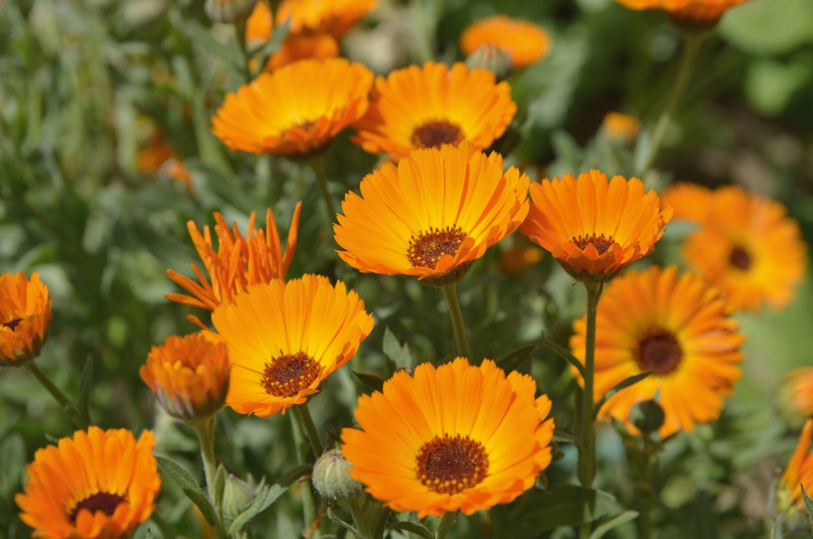 I colori delle corolle della calendula hanno tutte tonalità comprese fra il giallo e l’arancio, passando dal giallo limone all’albicocca. I fiori ligulati possono essere anche ricurvi e quelli del centro increspati. I colori delle corolle della calendula hanno tutte tonalità comprese fra il giallo e l’arancio, passando dal giallo limone all’albicocca. I fiori ligulati possono essere anche ricurvi e quelli del centro increspati.