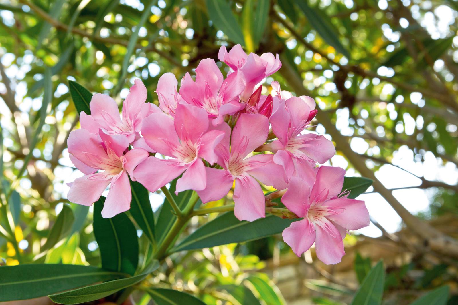 L'oleandro è un arbusto sempreverde che richiede una posizione ben soleggiata per poter fiorire copiosamente. L'oleandro è un arbusto sempreverde che richiede una posizione ben soleggiata per poter fiorire copiosamente.