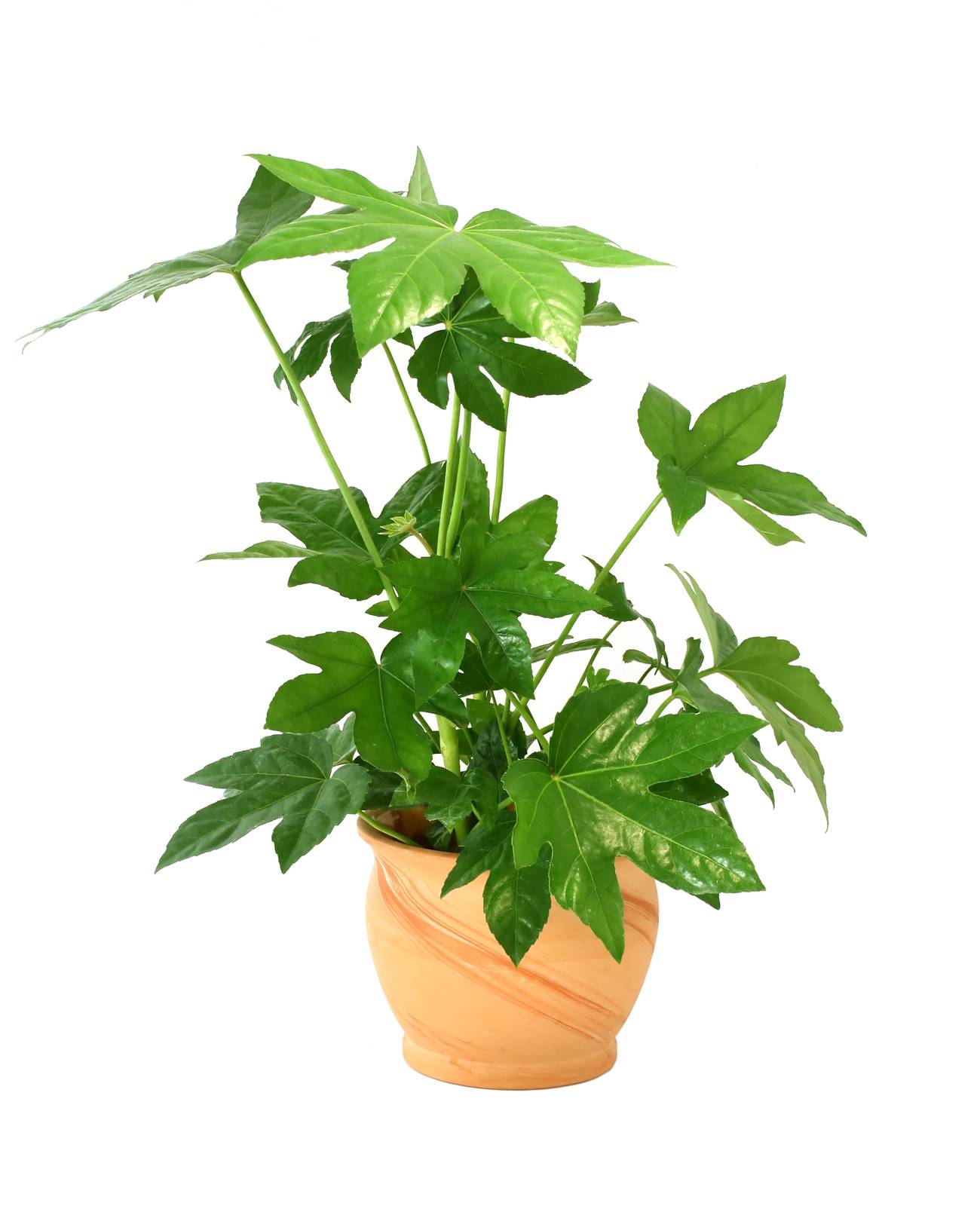 In vaso, la fatsia è una bellissima pianta da interno ma occorre rispettare le sue esigenze climatiche affinché si mantenga in salute. In vaso, la fatsia è una bellissima pianta da interno ma occorre rispettare le sue esigenze climatiche affinché si mantenga in salute.