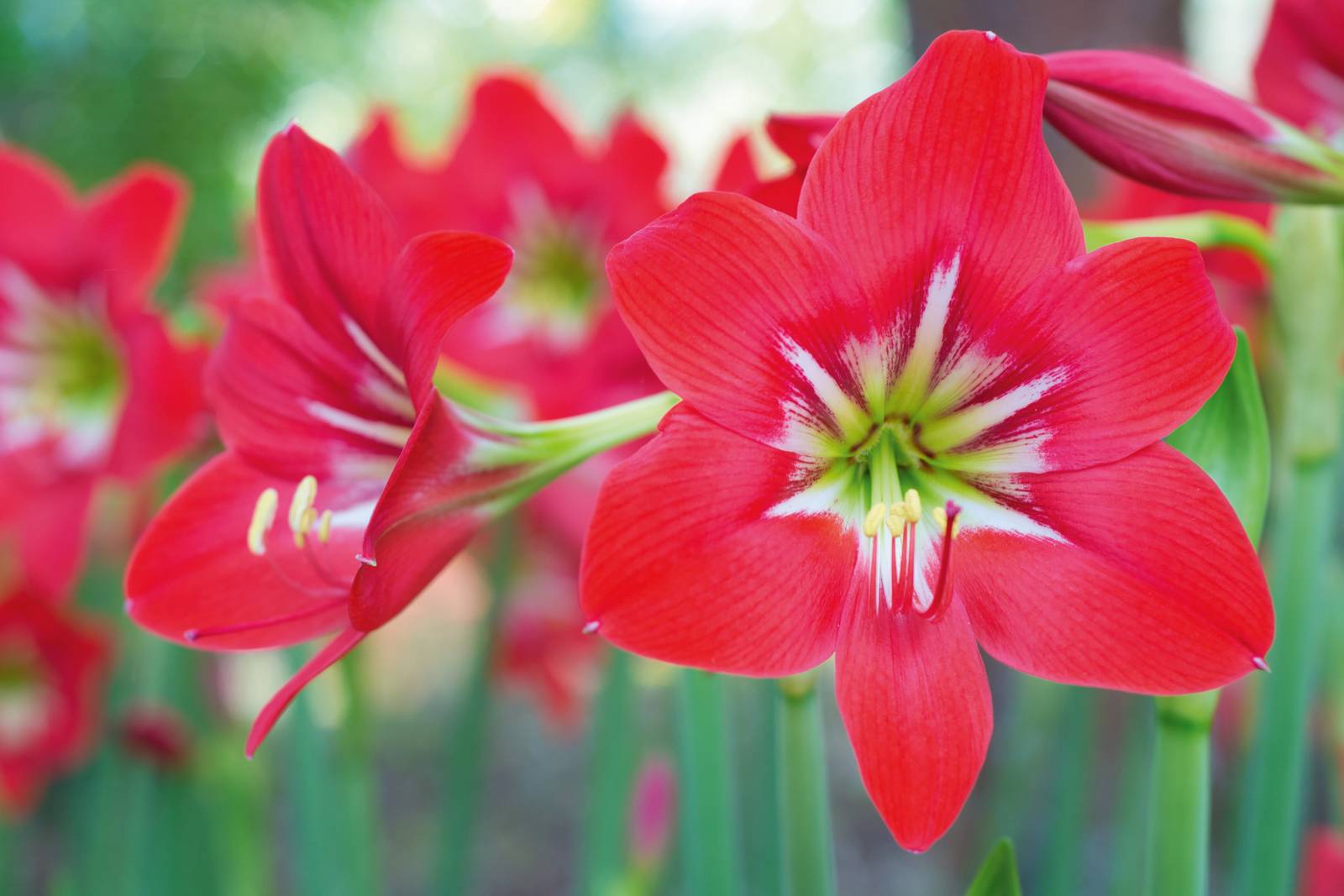 All'interno di questo fiore di amarillide è ben visibile la screziatura bianca. All'interno di questo fiore di amarillide è ben visibile la screziatura bianca.