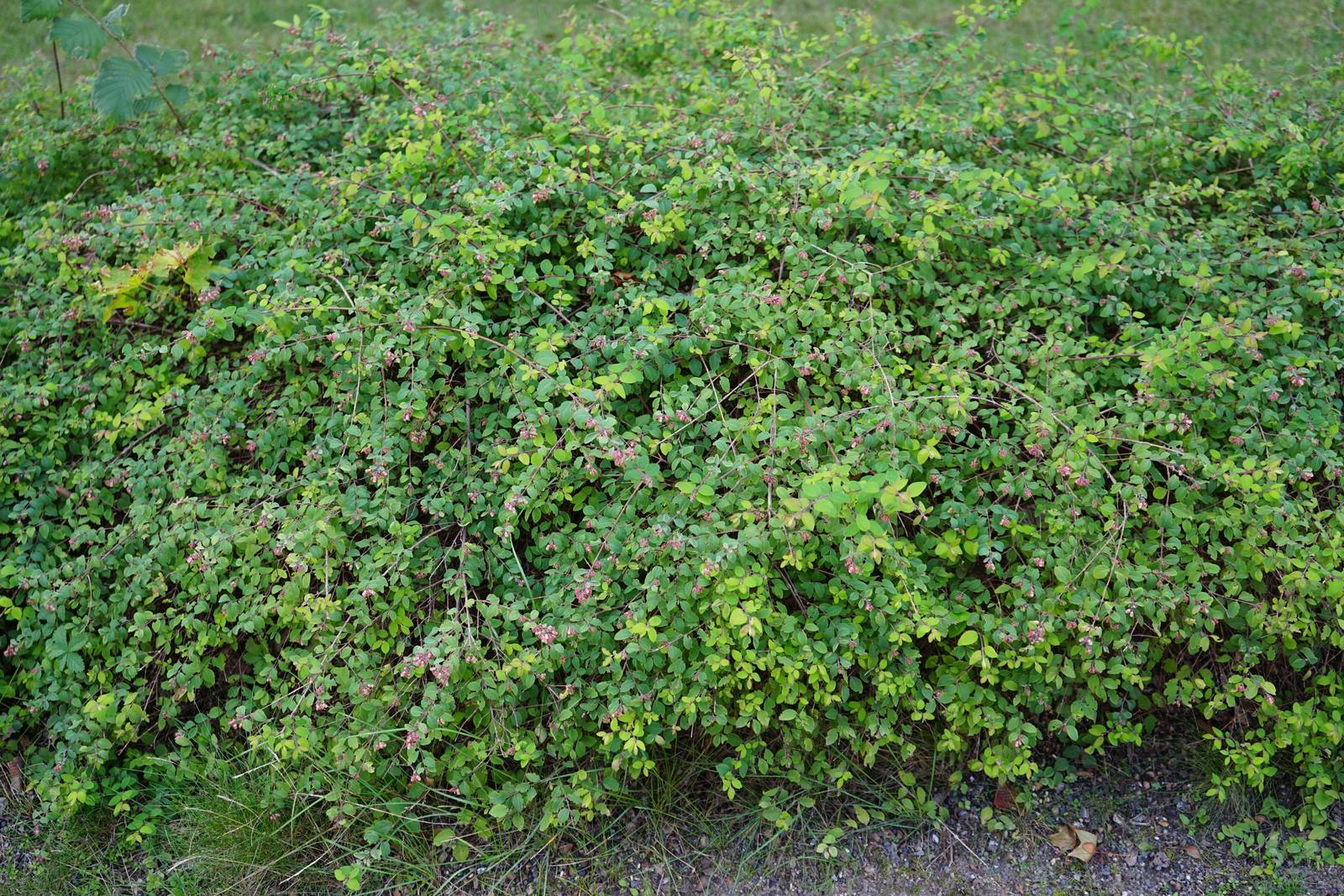 Cespuglio di Symphoricarpos Chenaultii "Hancock". Cespuglio di Symphoricarpos Chenaultii "Hancock".