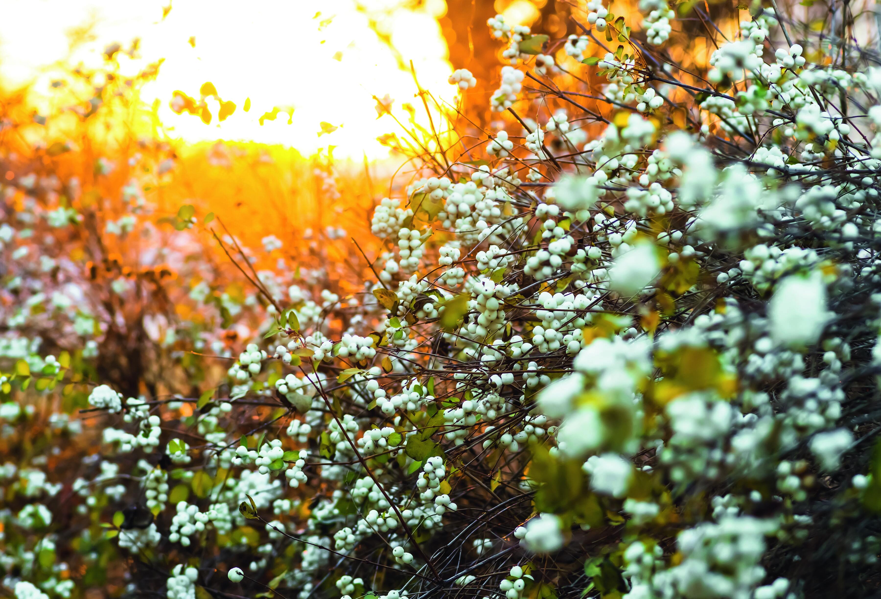 uno splendido campo di sinforina baciato dal sole. uno splendido campo di sinforina baciato dal sole.