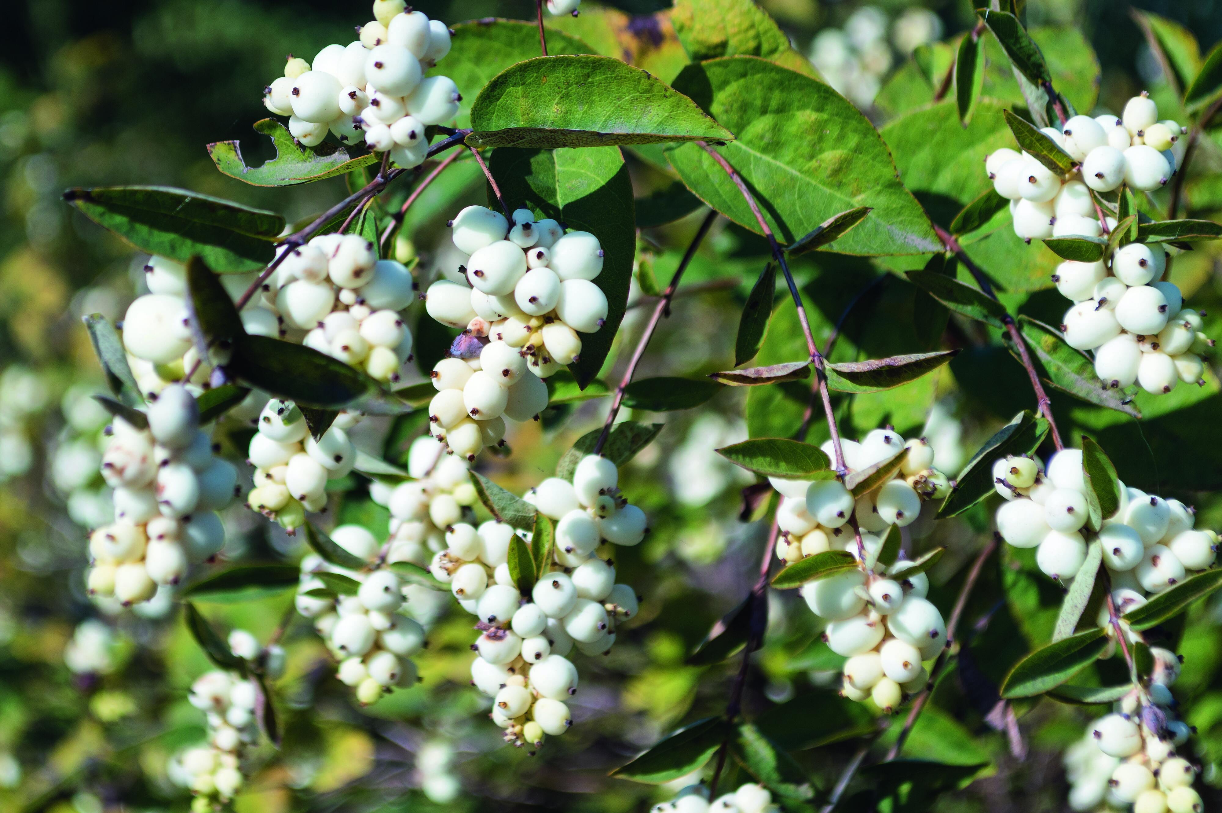 Per quanto attraenti, le bacche di sinforicarpo non sono commestibili. Per quanto attraenti, le bacche di sinforicarpo non sono commestibili.