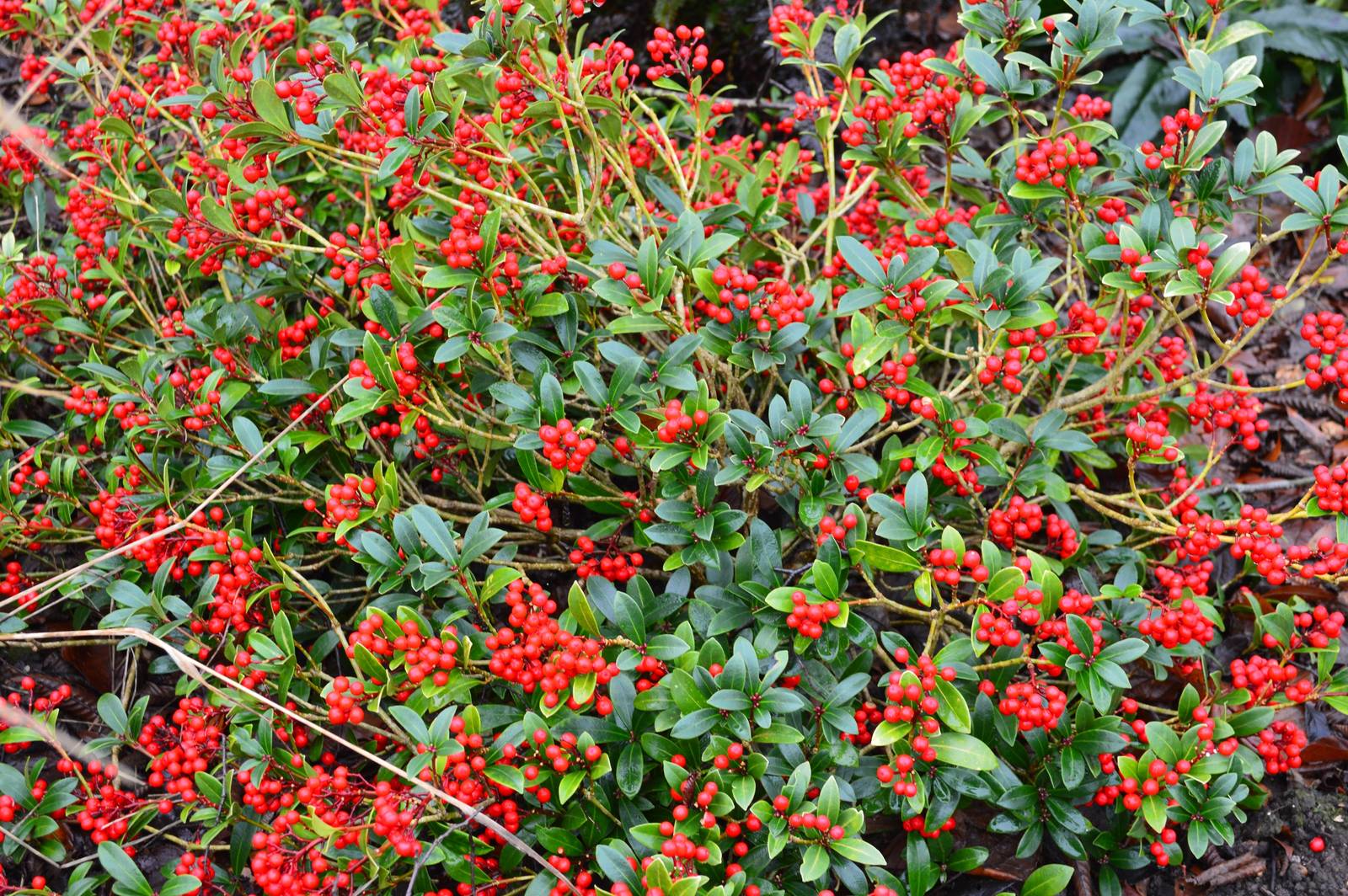 Per quanto attraenti, le bacche di skimmia non sono assolutamente commestibili. Per quanto attraenti, le bacche di skimmia non sono assolutamente commestibili.