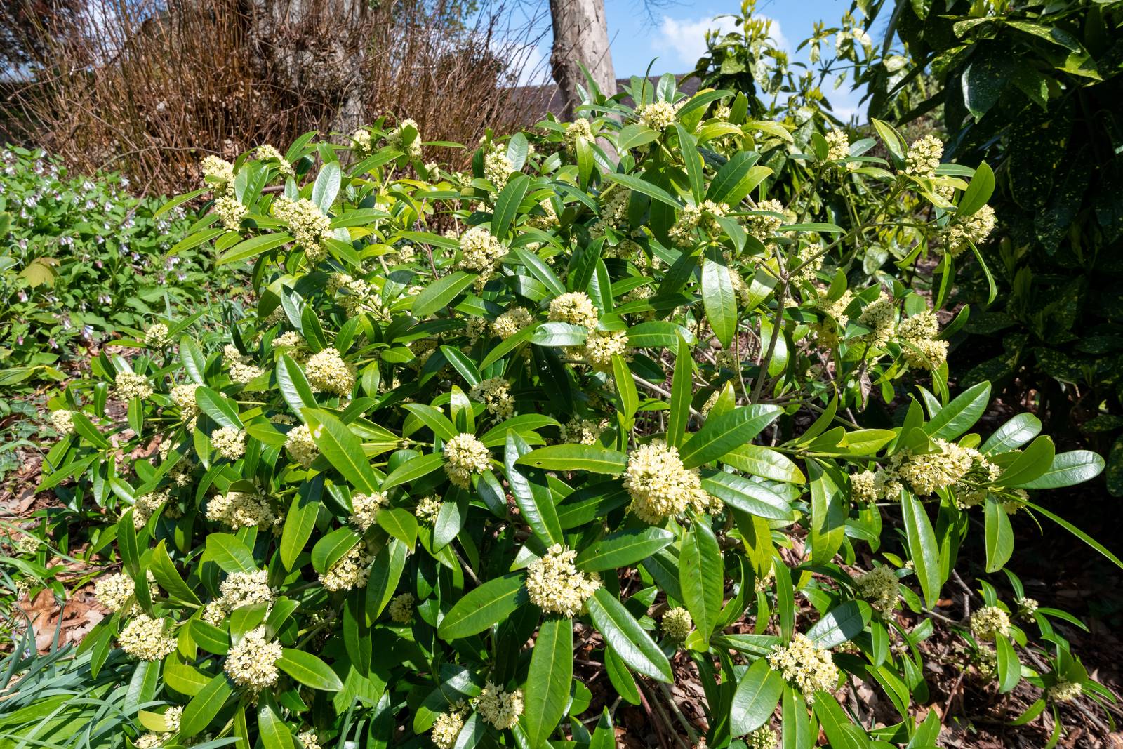 Il rosso non è l'unico colore delle bacche di skimmia: anche bianche sono molto decorative. Il rosso non è l'unico colore delle bacche di skimmia: anche bianche sono molto decorative.