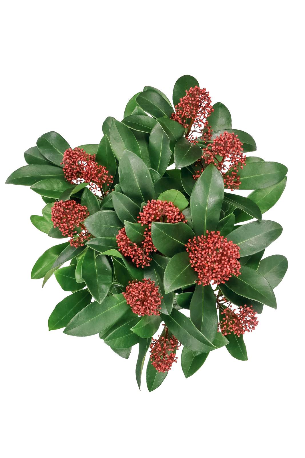 La skimmia è una pianta facilmente coltivabile in vaso. La skimmia è una pianta facilmente coltivabile in vaso.