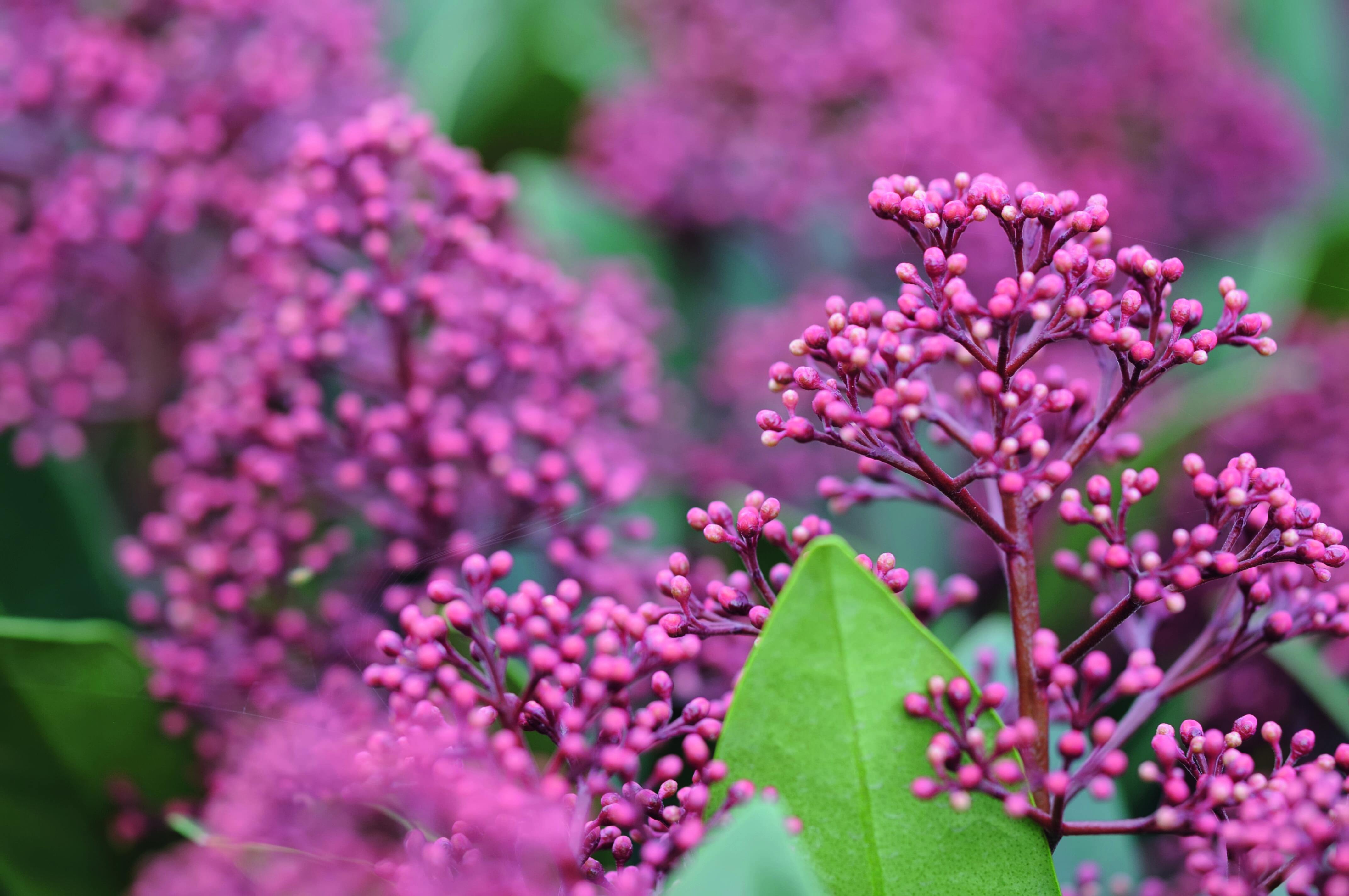 Dgli splendidi rami di skimmia rosa ricchi di bacche. Dgli splendidi rami di skimmia rosa ricchi di bacche.