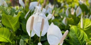 spatifillo infiorescenza spatifillo infiorescenza