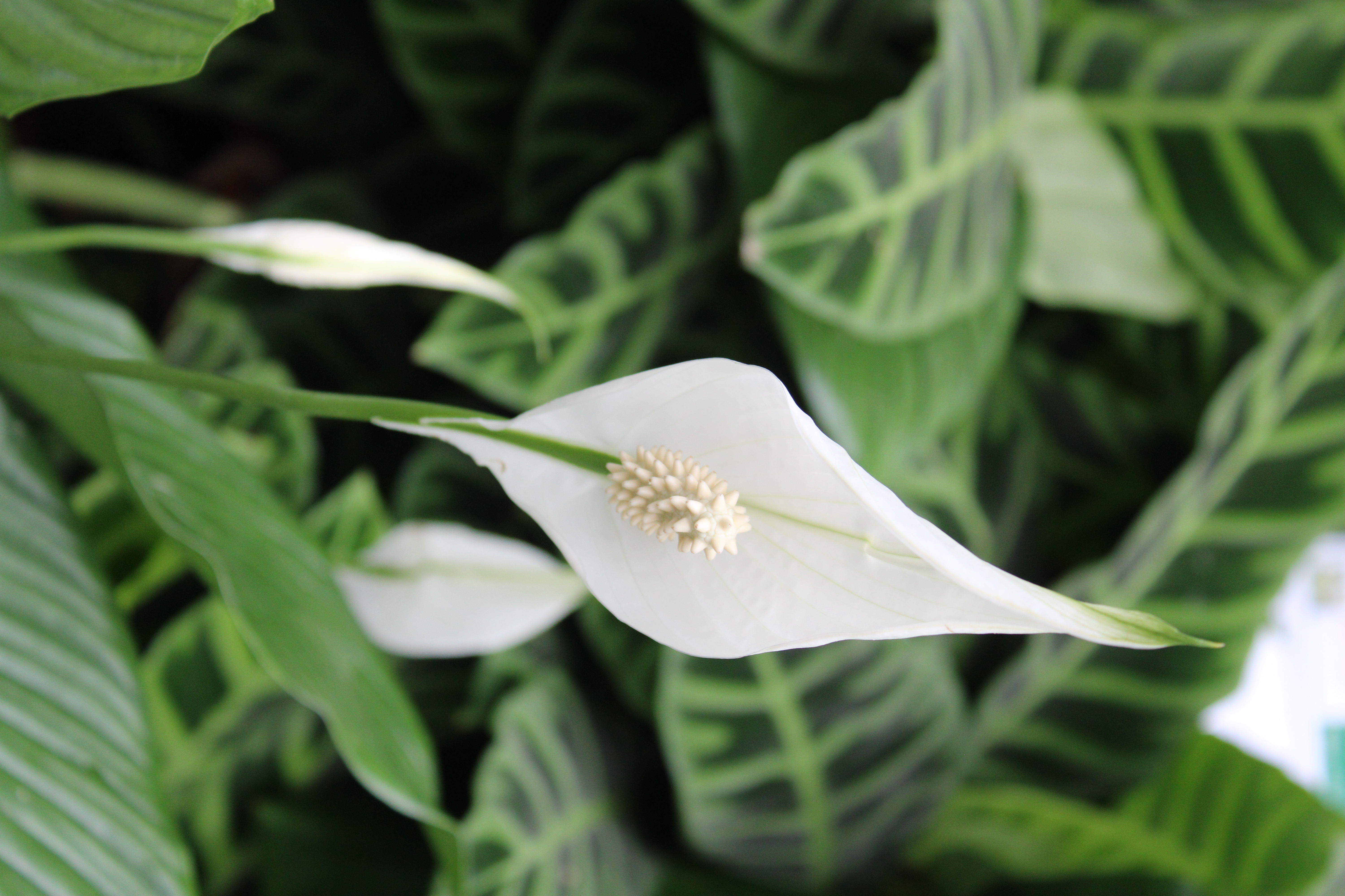 Il fiore di spatifillo è in realtà una brattea, quindi un falso fiore. Il fiore di spatifillo è in realtà una brattea, quindi un falso fiore.