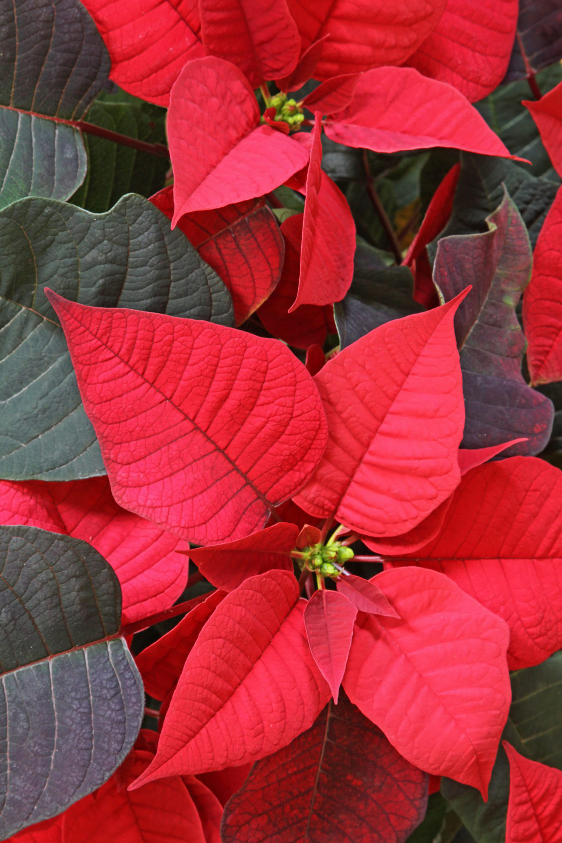 La stella di Natale si caratterizza per le ampie brattee dalle colorazioni intense.