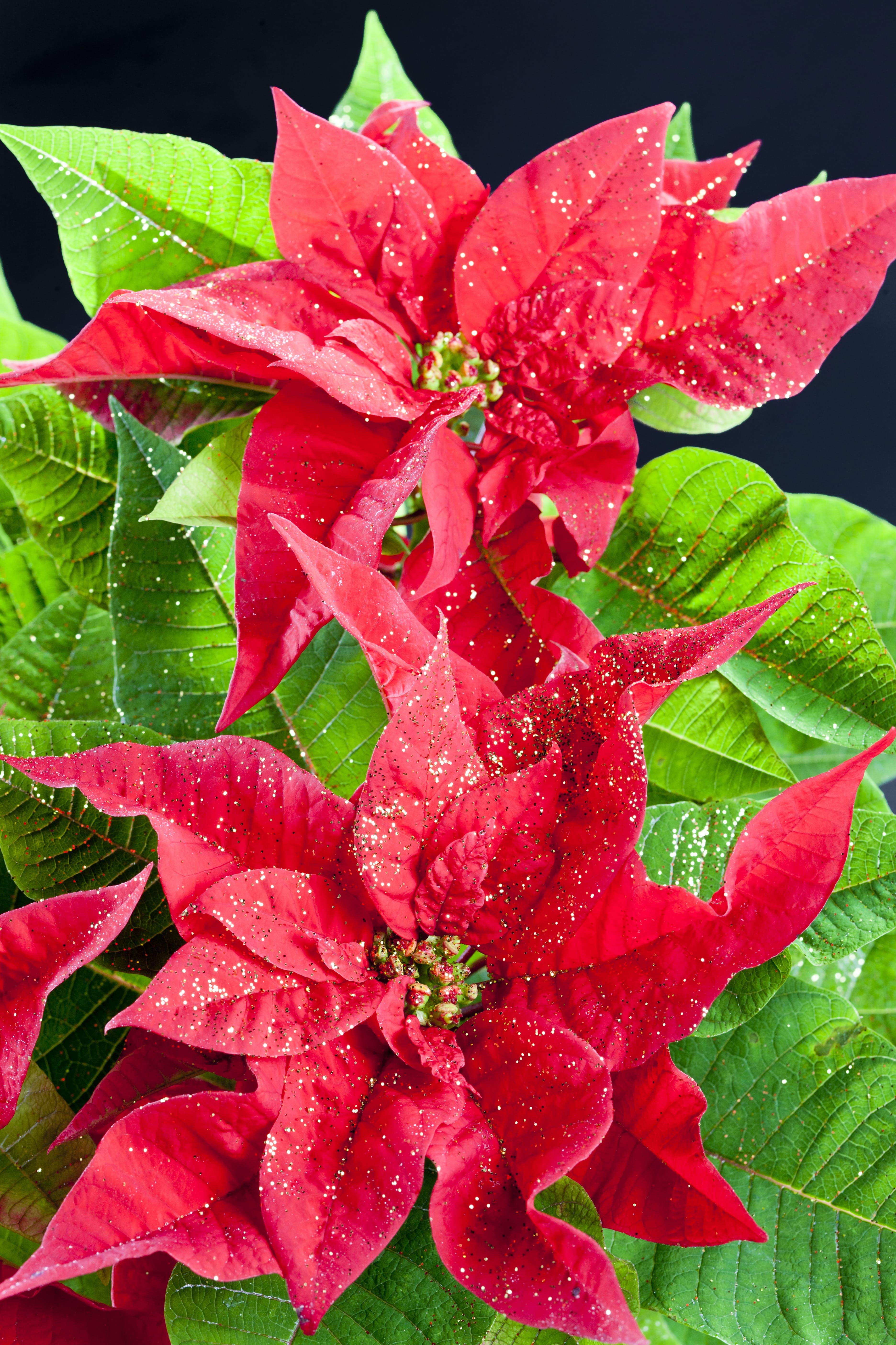 La stella di Natale richiede luce abbondante e temperature miti e costanti per poter vivere in salute.