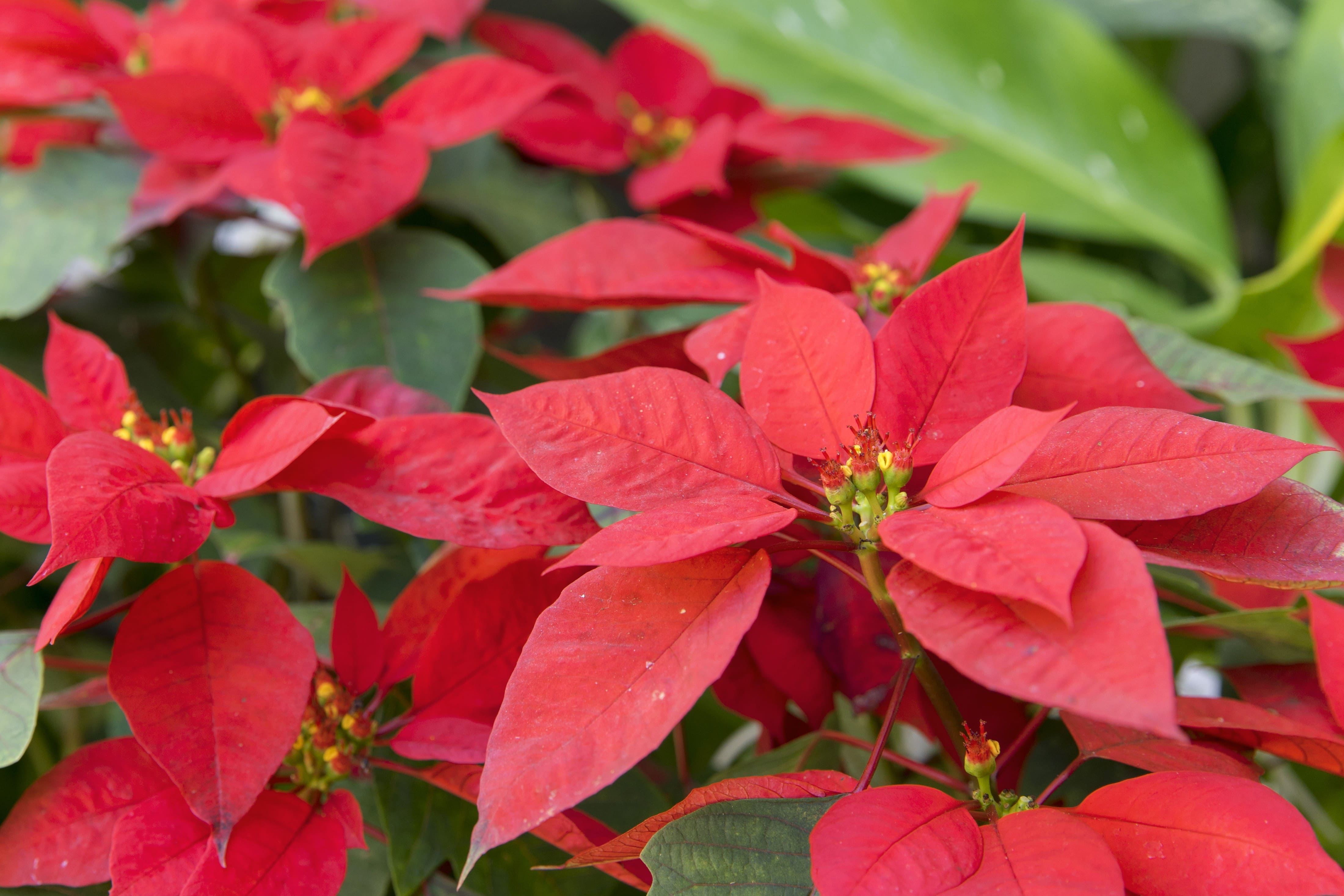 Il vero fiore della stella di Natale è il ciazio: piccolo e verdognolo, fa capolino tra le bellissime brattee rosse della pianta.