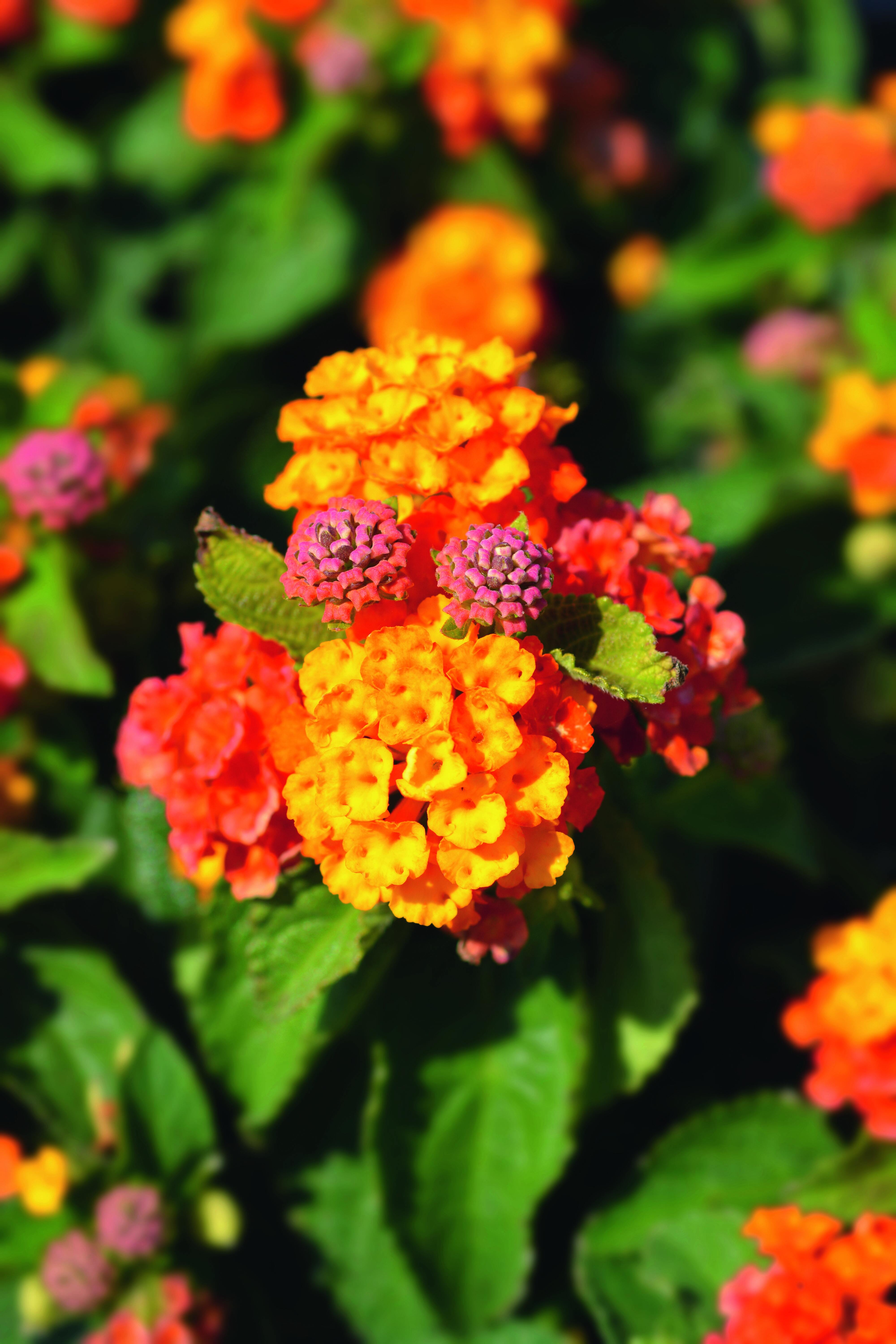 La verbena ama le temperature miti e i climi temperati, quindi non è adatta a essere coltivata al Nord, se non in vaso. La verbena ama le temperature miti e i climi temperati, quindi non è adatta a essere coltivata al Nord, se non in vaso.