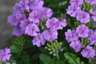 Le foglie di verbena sono lucide, coriacee, leggermente pelose al tatto e rugose: fanno capolino tra i graziosi fiorellini variopinti. Le foglie di verbena sono lucide, coriacee, leggermente pelose al tatto e rugose: fanno capolino tra i graziosi fiorellini variopinti.