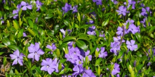 Pervinca