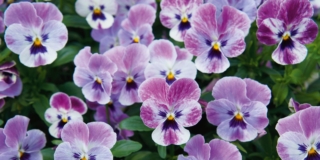 Viola