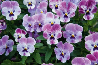 Aiuola con viole del pensiero, dalla bellissima fioritura violacea. Aiuola con viole del pensiero, dalla bellissima fioritura violacea.