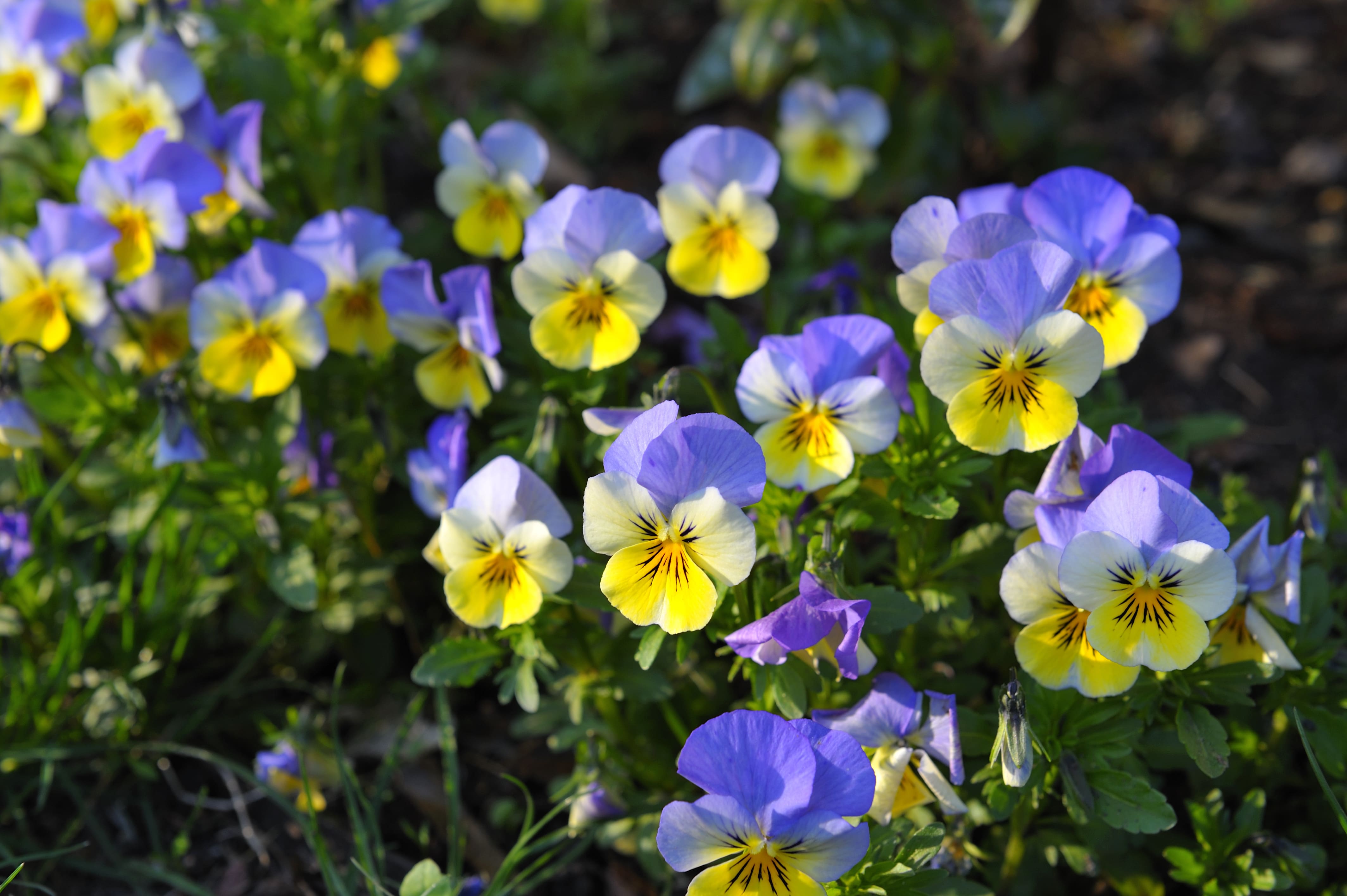 La viola è una piantina da bosco che predilige la mezz'ombra in estate e a fronte di alte temperature. La viola è una piantina da bosco che predilige la mezz'ombra in estate e a fronte di alte temperature.