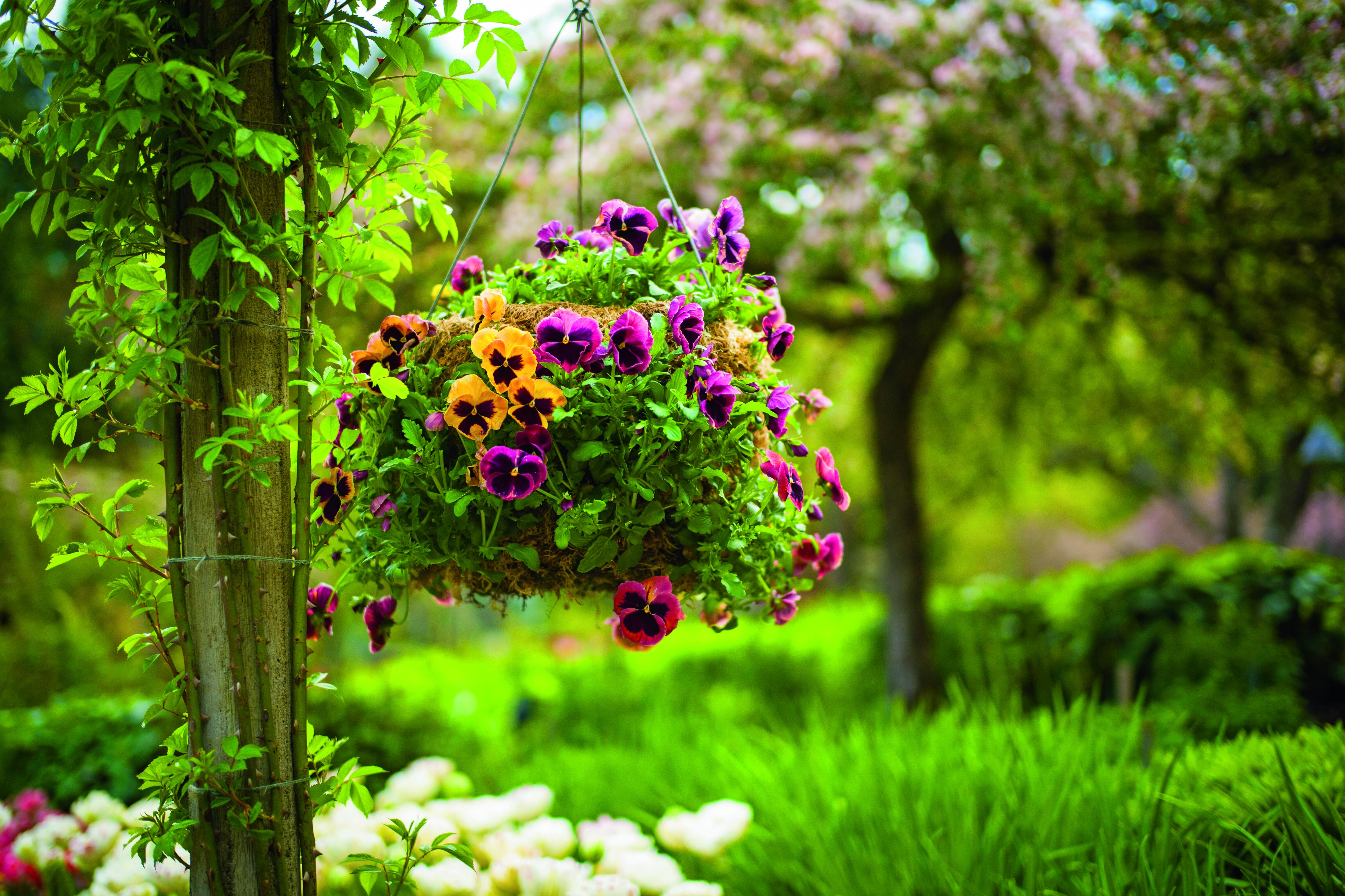 La viola si presta perfettamente alla coltivazione in vaso o ciotola, anche appesa. La viola si presta perfettamente alla coltivazione in vaso o ciotola, anche appesa.