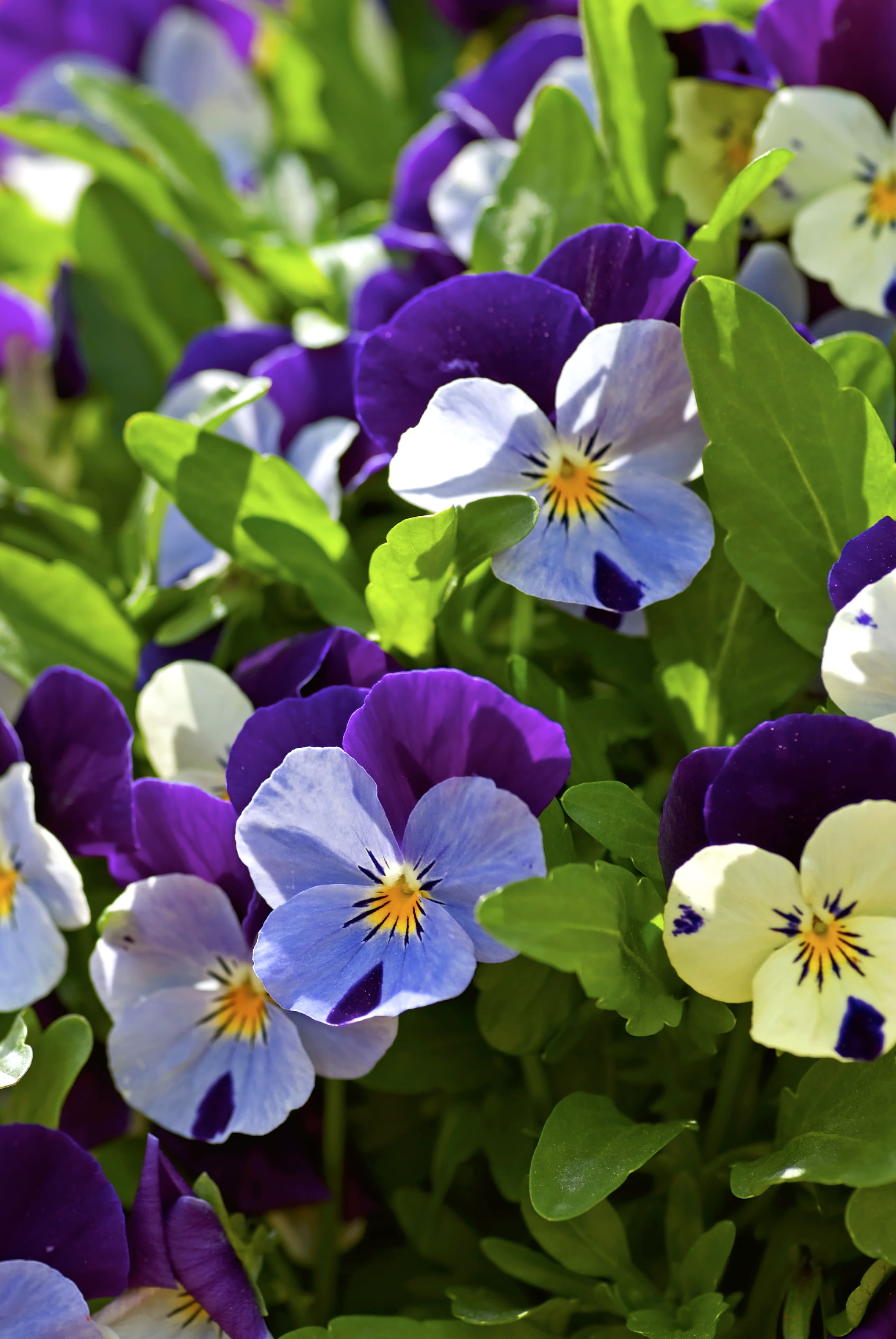 La viola è un fiore da esterno che cresce anche allo stato spontaneo in piena terra. La viola è un fiore da esterno che cresce anche allo stato spontaneo in piena terra.