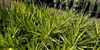Yucca
