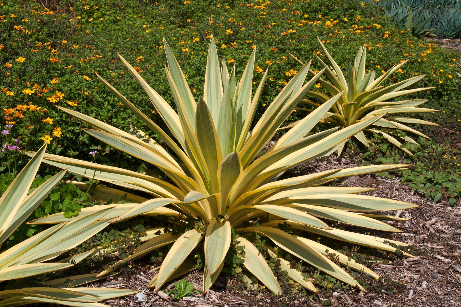 Yucca gloriosa varietà "Citrus Twist".