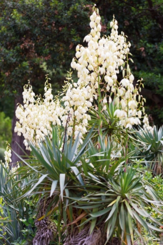 Come si vede in foto, la yucca presenta piccoli fiori bianco-gialli riuniti in lunghe pannocchie erette. Come si vede in foto, la yucca presenta piccoli fiori bianco-gialli riuniti in lunghe pannocchie erette.