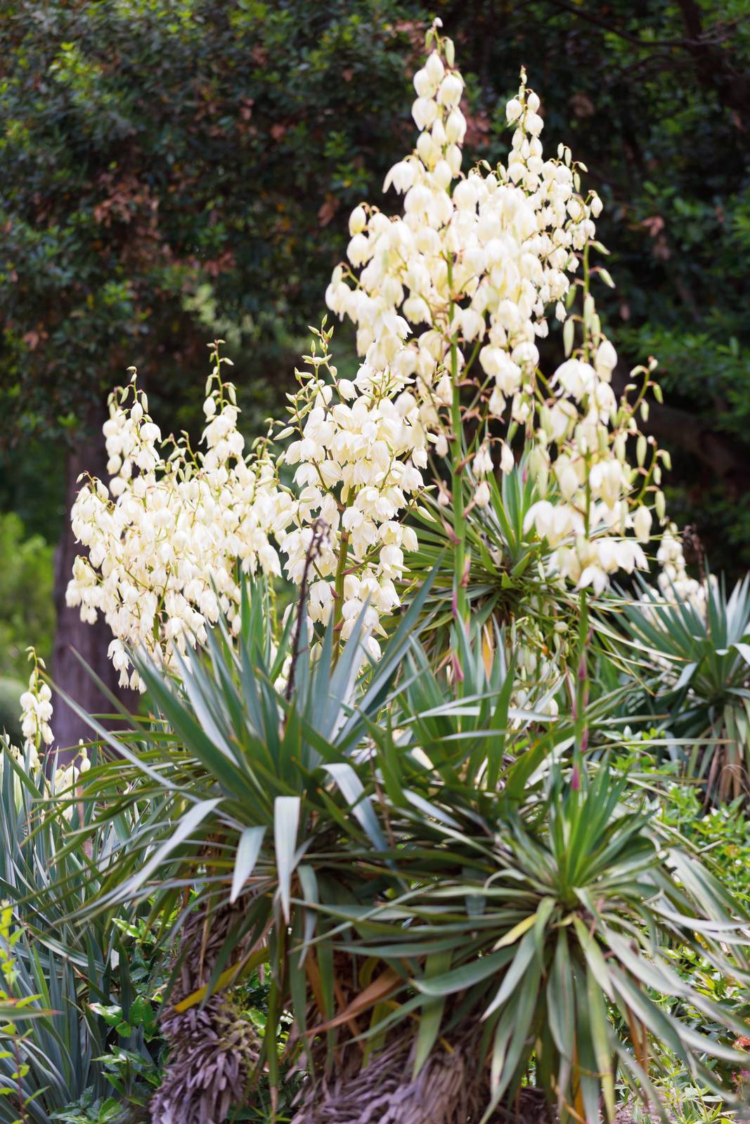 Come si vede in foto, la yucca presenta piccoli fiori bianco-gialli riuniti in lunghe pannocchie erette.