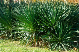 Yucca