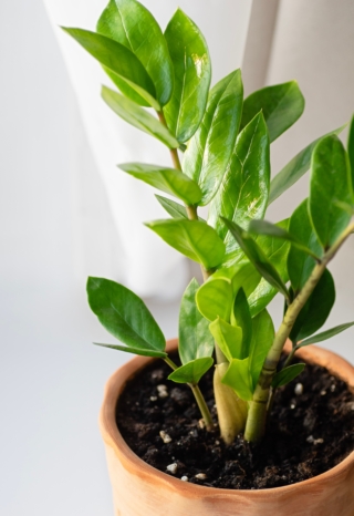 Zamioculcas