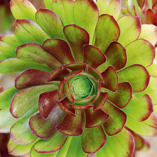 Gli aeonium aboreum (foto) sono la varietà più diffusa e facile da incontrare, ma il genere comprende decine di varietà.