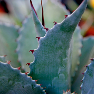 Agave havardiana