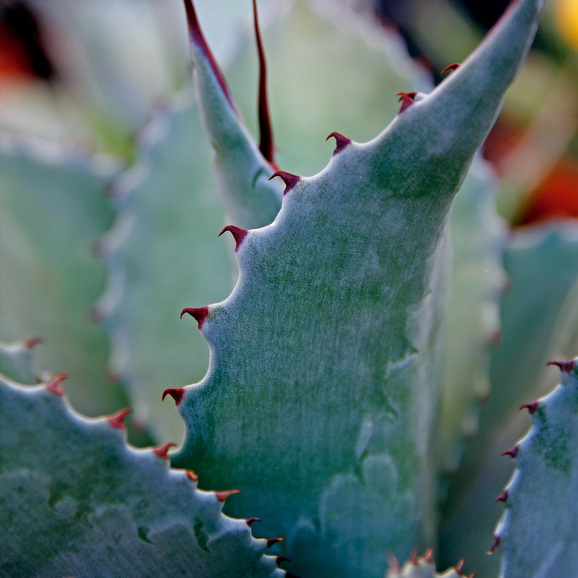 Agave havardiana