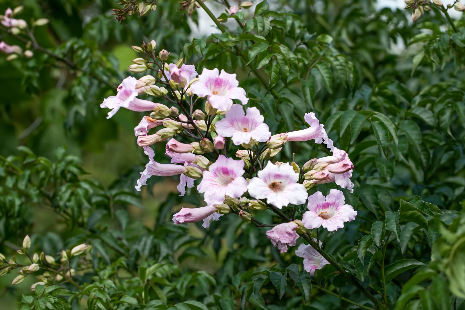 La bignonia va coltivata in posizioni calde e ben esposte. La bignonia va coltivata in posizioni calde e ben esposte.
