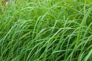 Lemongrass,Plants,Are,Used,As,Cooking,Spices.,Cymbopogon,Citratus.,Beautiful