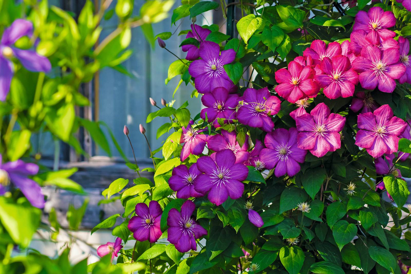 La clematis in giardino è perfetta per abbellire muri e pergolati.