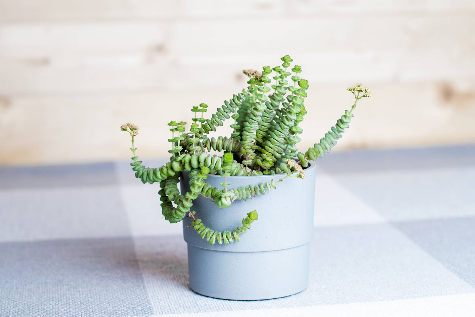 In foto, un raro esemplare di crassula nealeana. In foto, un raro esemplare di crassula nealeana.