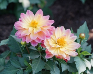 Dahlia Dahlia